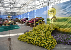 Vele soorten van Danziger gepresenteerd.